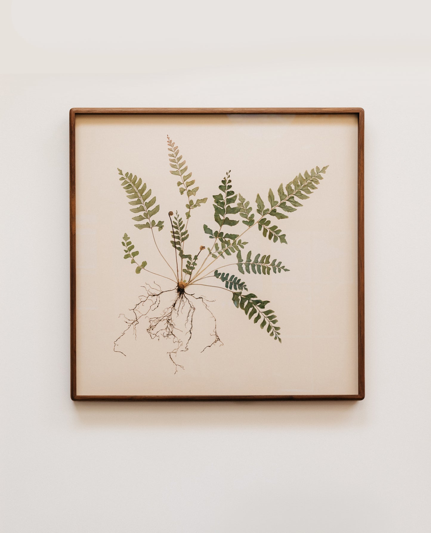 Mahogany Fern