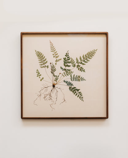 Mahogany Fern