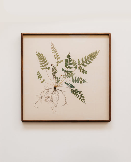 Mahogany Fern