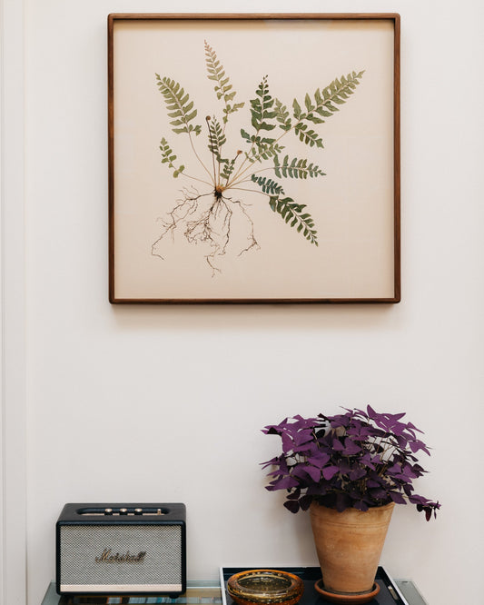 Mahogany Fern