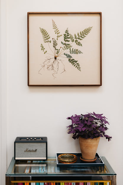 Mahogany Fern