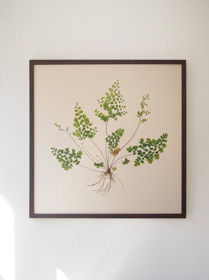 Maidenhair Fern