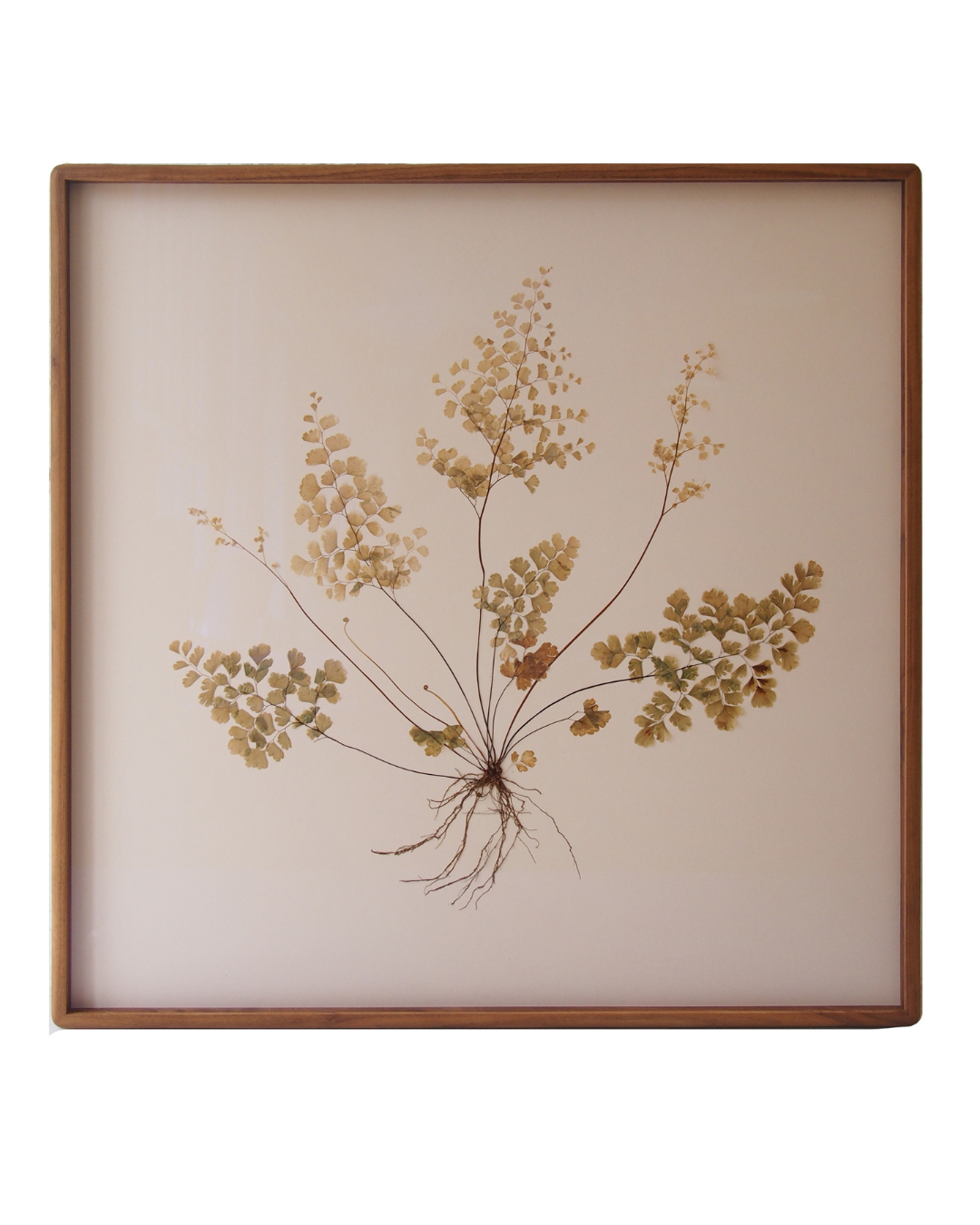 Maidenhair Fern