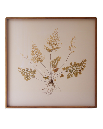 Maidenhair Fern