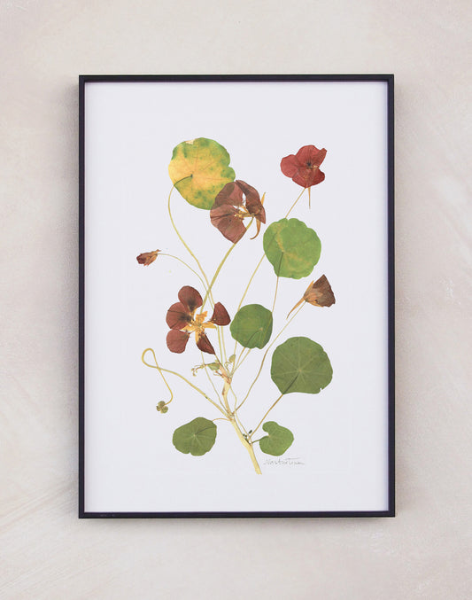 Nasturtium