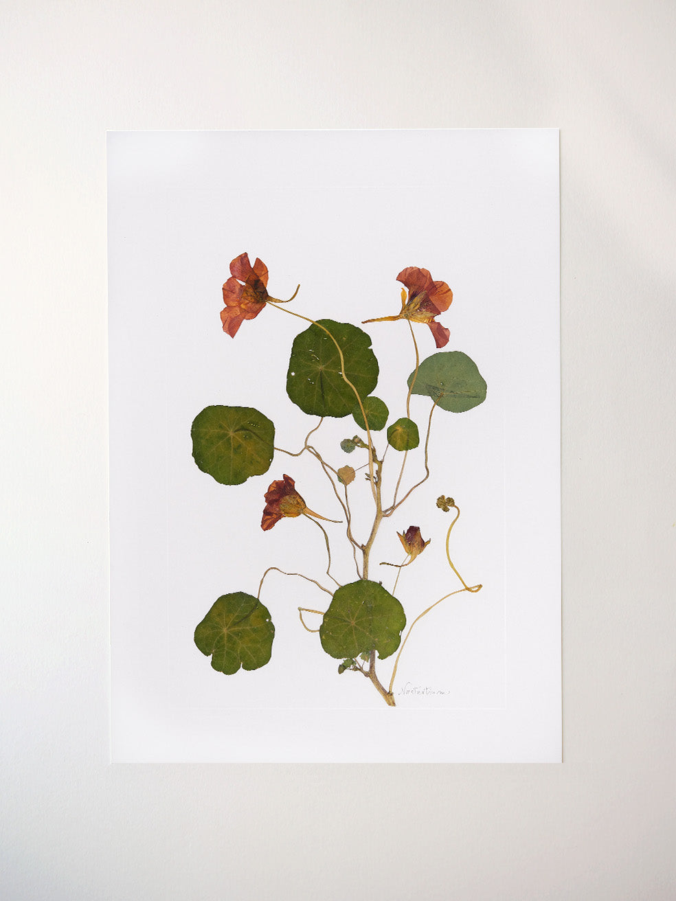 Nasturtium Print