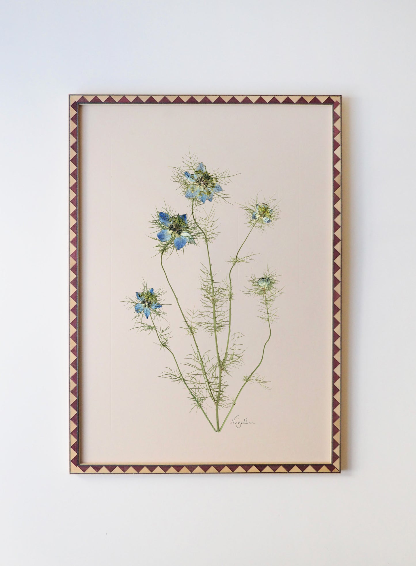 Nigella