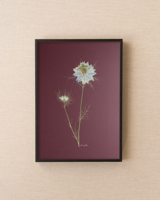 Nigella