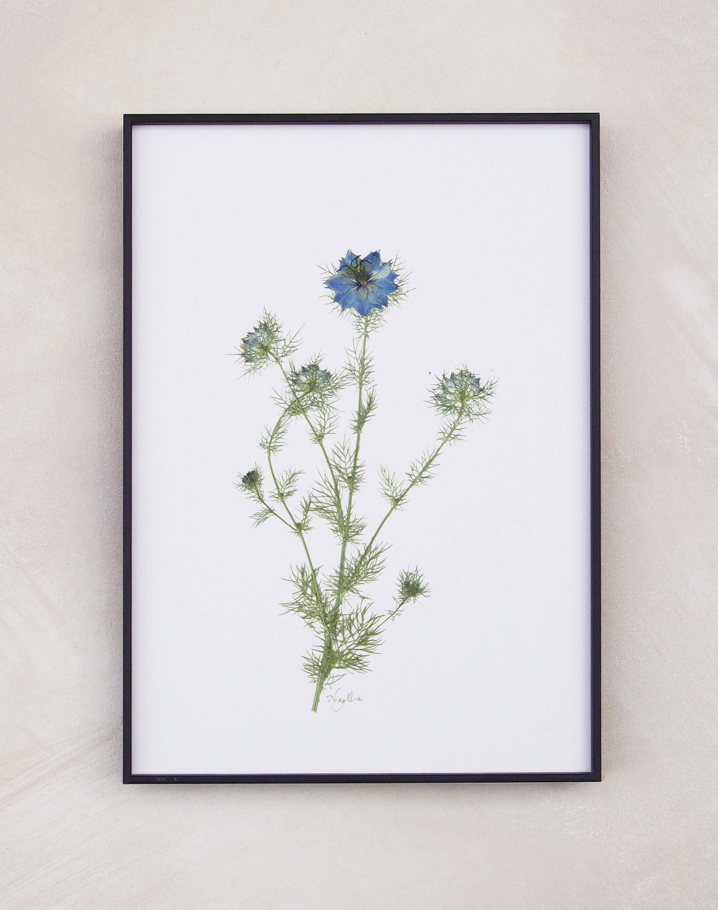 Nigella