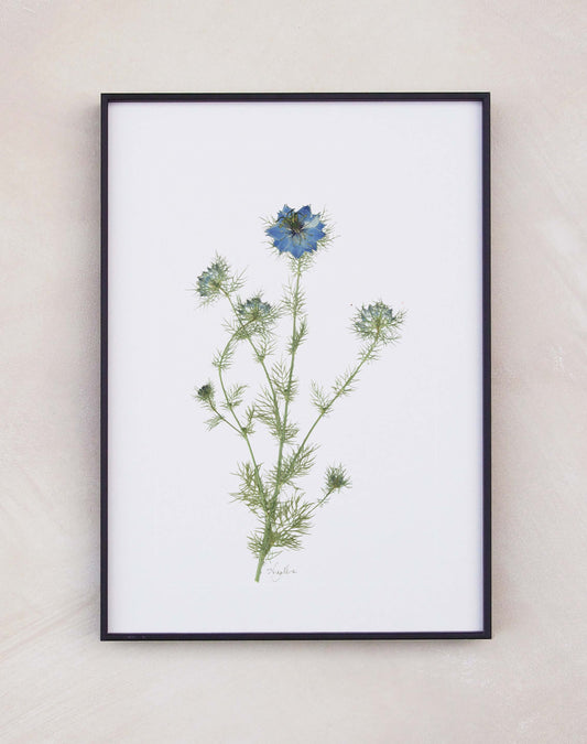 Nigella