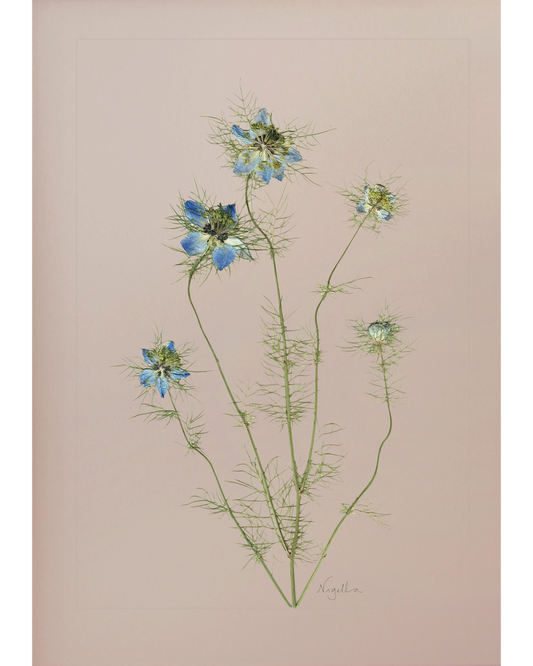Nigella