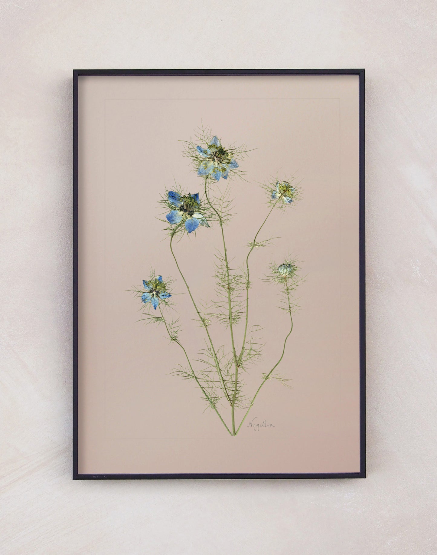 Nigella