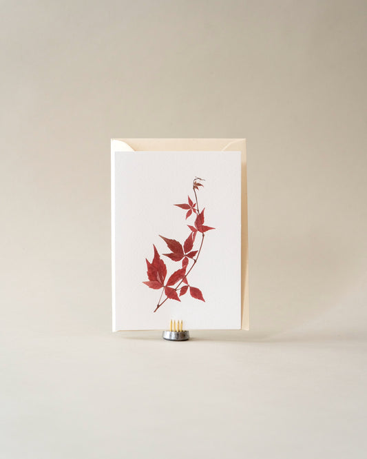 Card - November Virginia Creeper