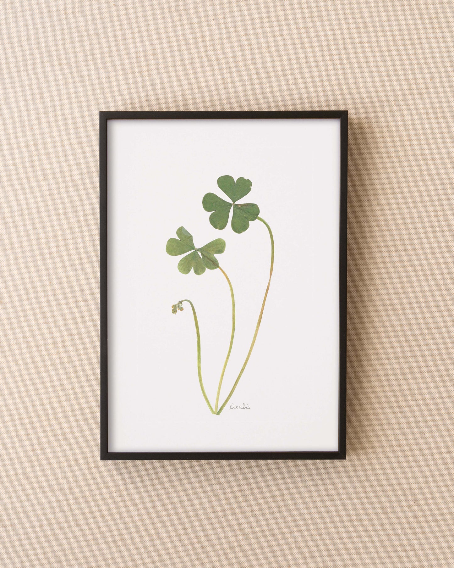 Oxalis