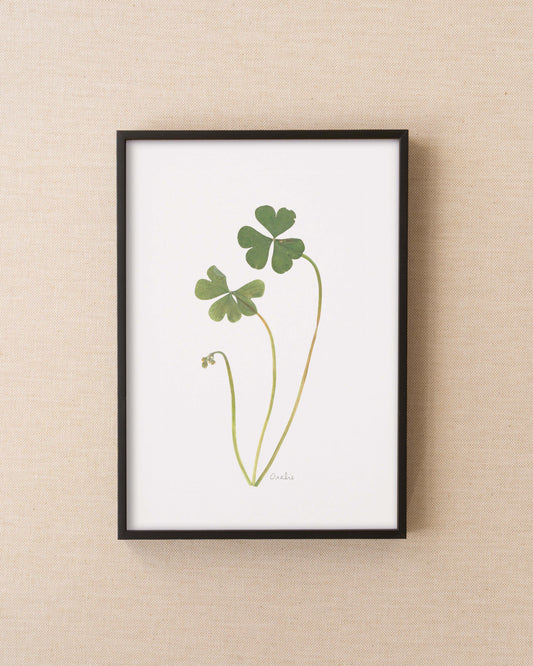 Oxalis