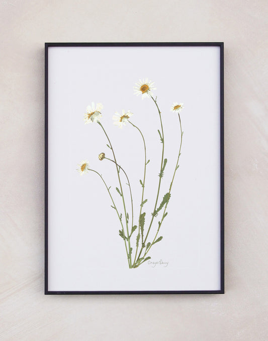 Oxeye Daisy
