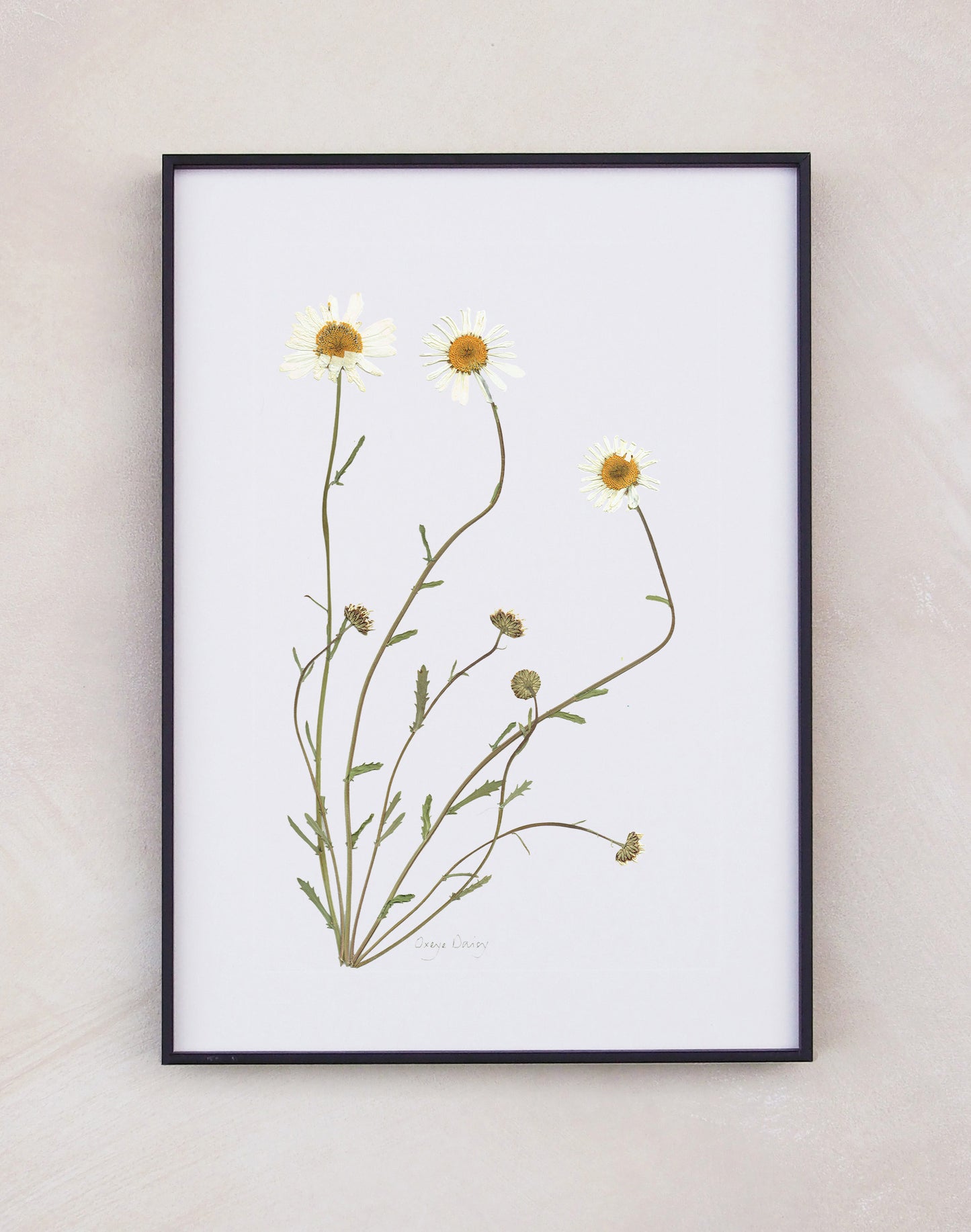 Oxeye Daisy