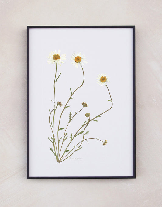 Oxeye Daisy