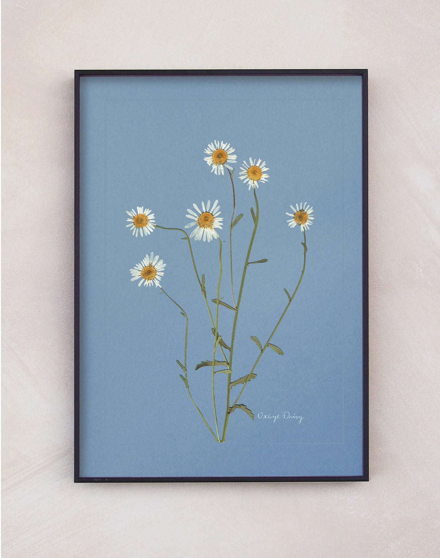 Oxeye Daisy