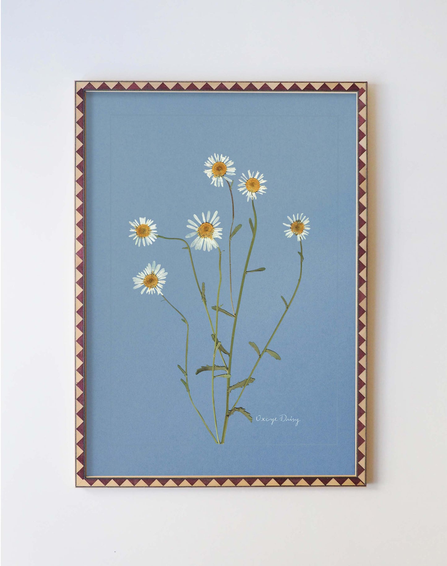 Oxeye Daisy