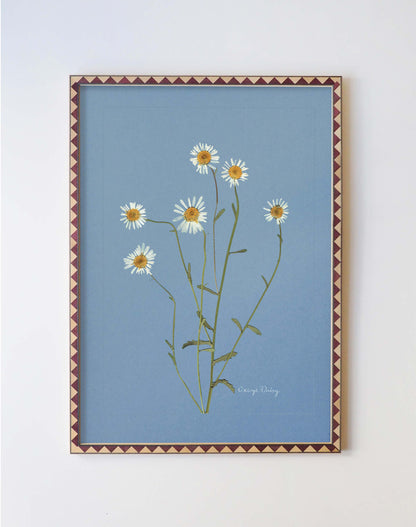 Oxeye Daisy