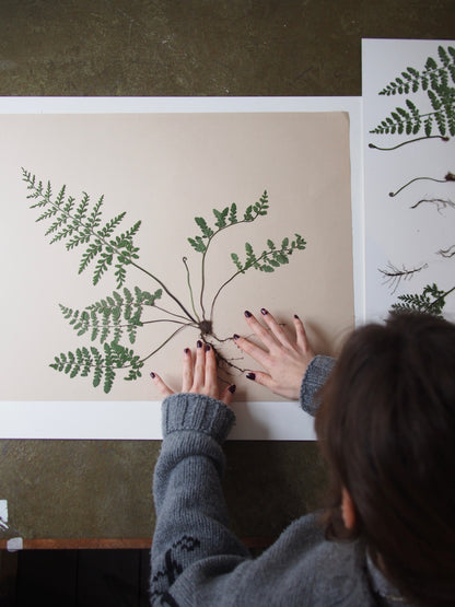 Mahogany Fern