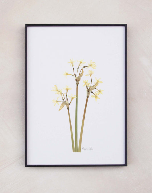 Paperwhites