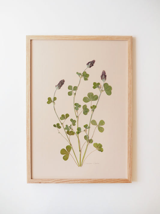 Crimson Clover