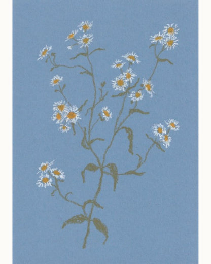 Pastel Daisy