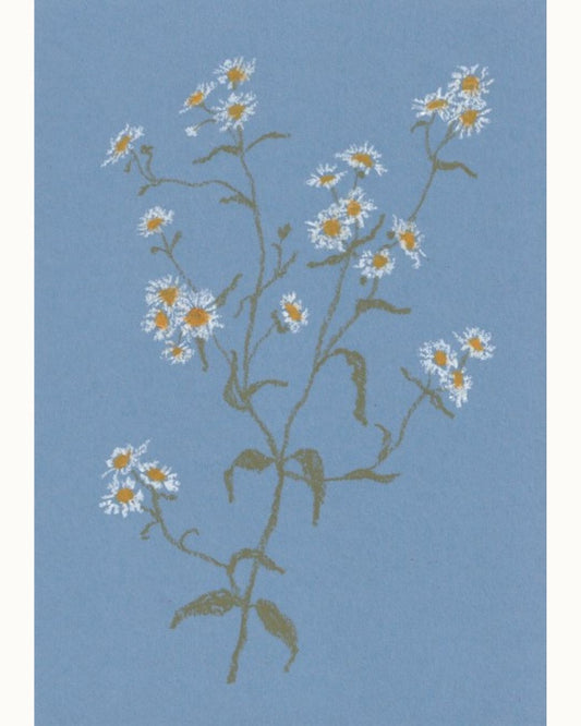 Pastel Daisy