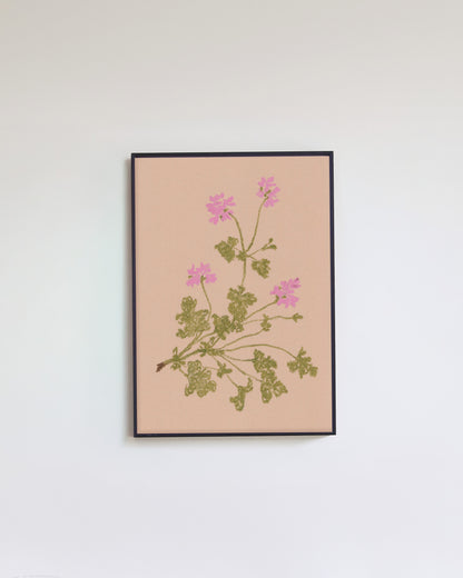 Pastel Pelargonium Pink