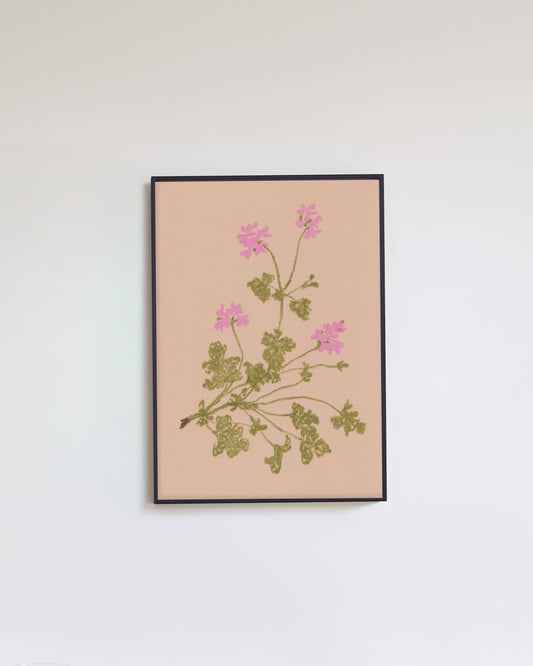 Pastel Pelargonium Pink
