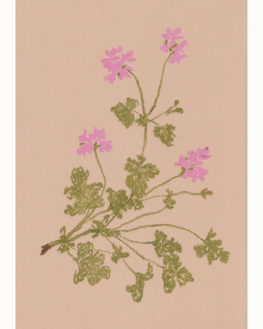 Pastel Pelargonium Pink