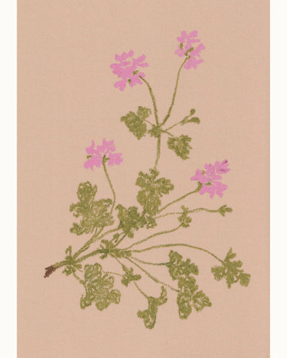 Pastel Pelargonium Pink
