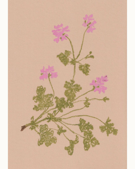 Pastel Pelargonium Pink