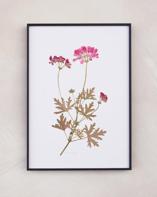 Pelargonium