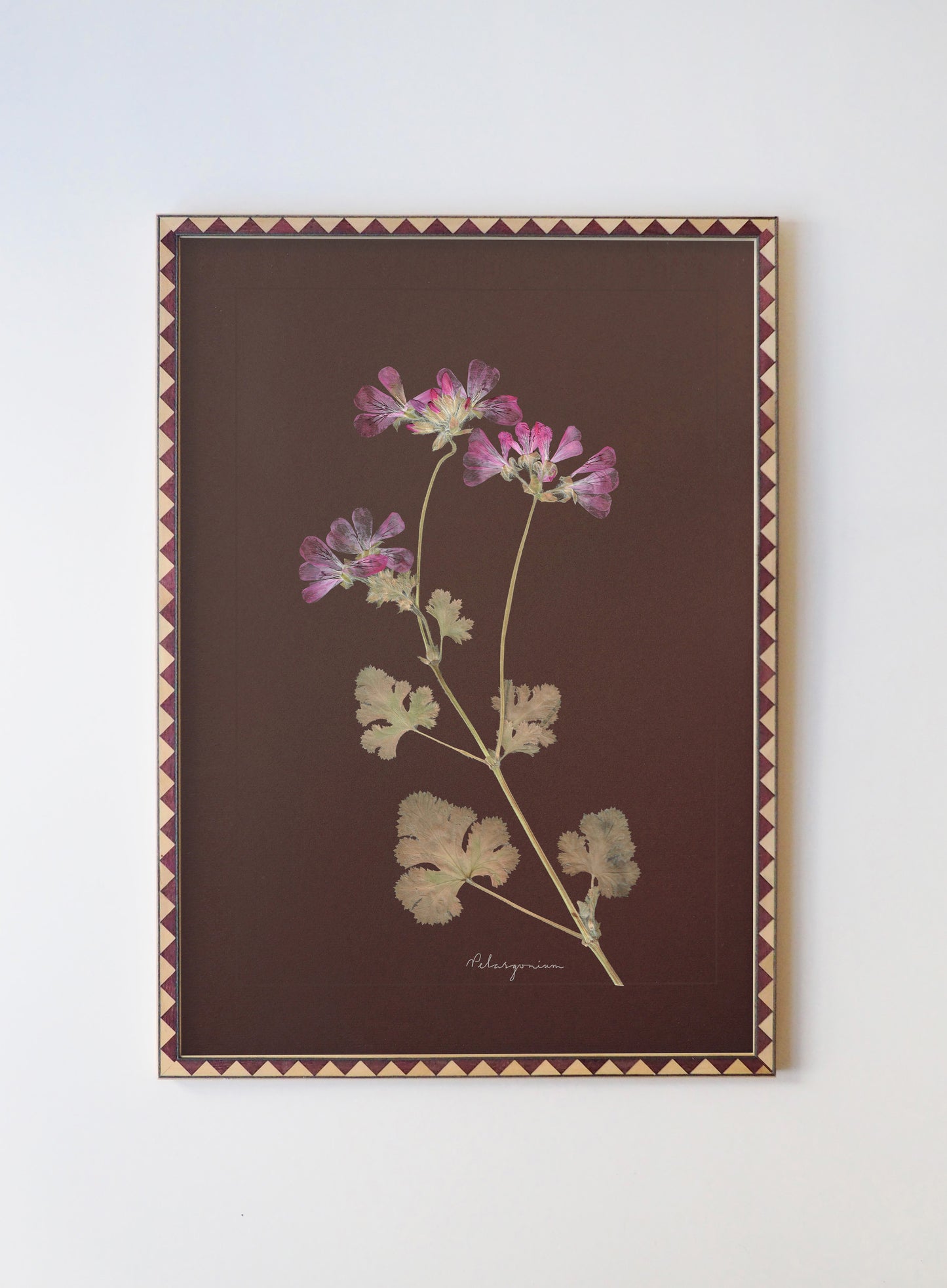 Pelargonium