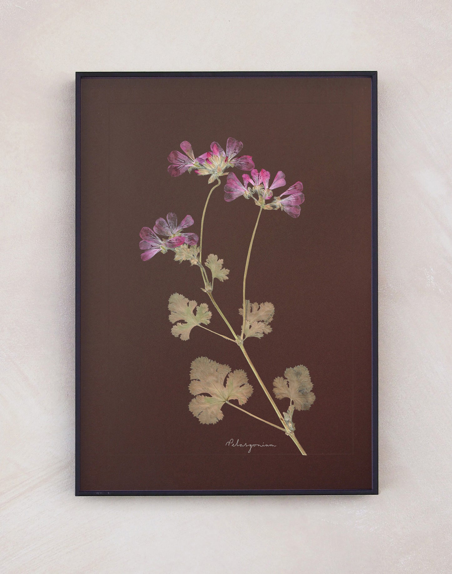 Pelargonium