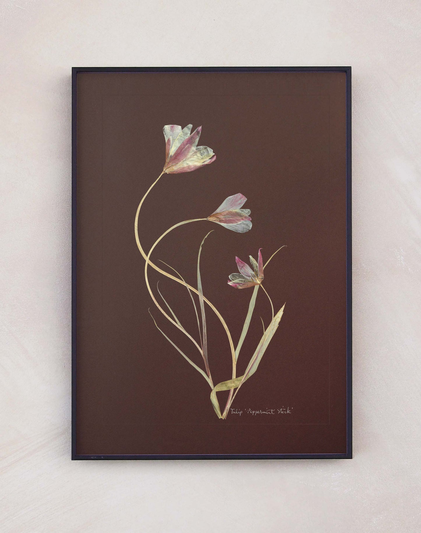 Tulip 'Peppermint Stick'