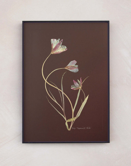 Tulip 'Peppermint Stick'