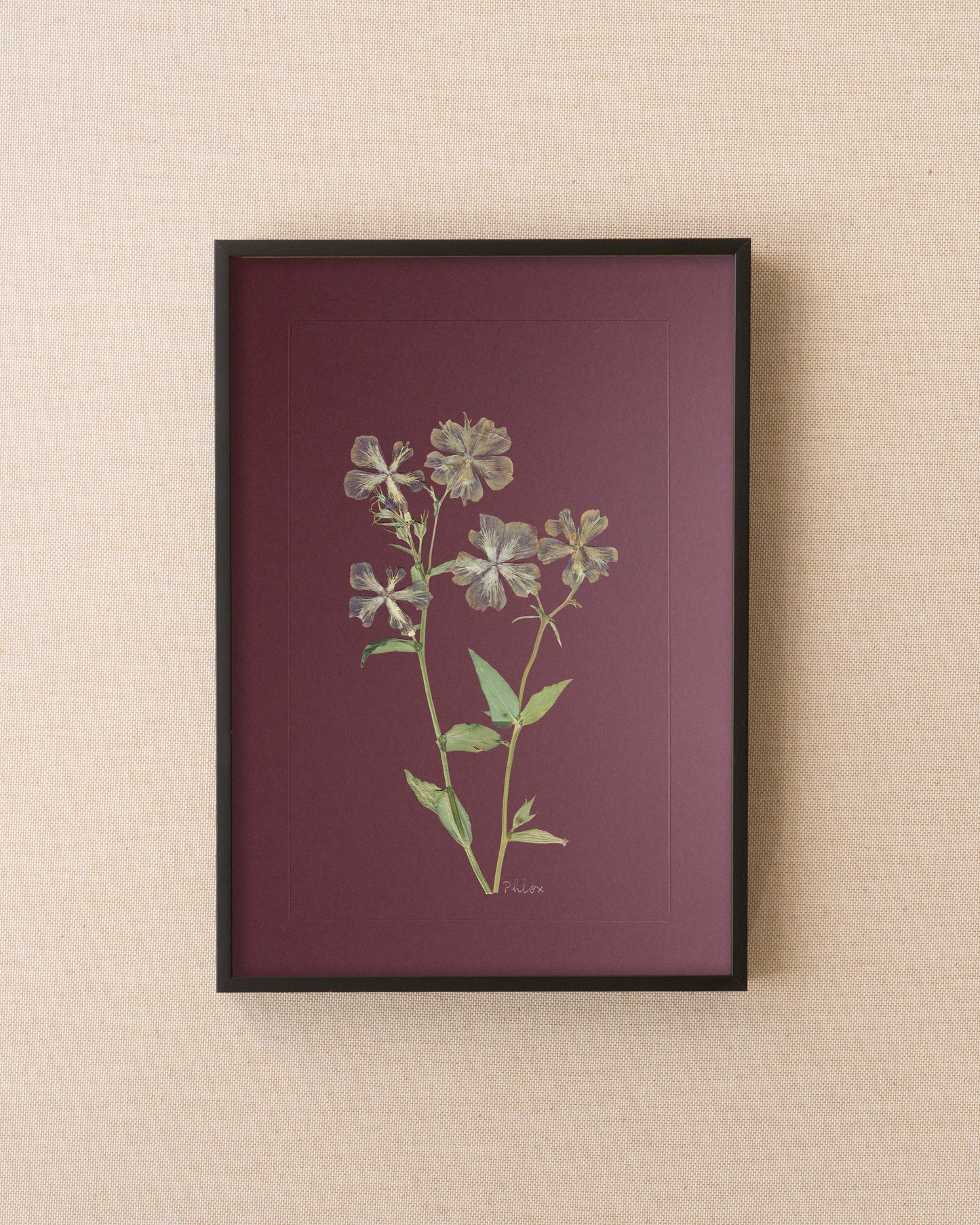 Phlox