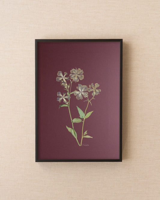 Phlox
