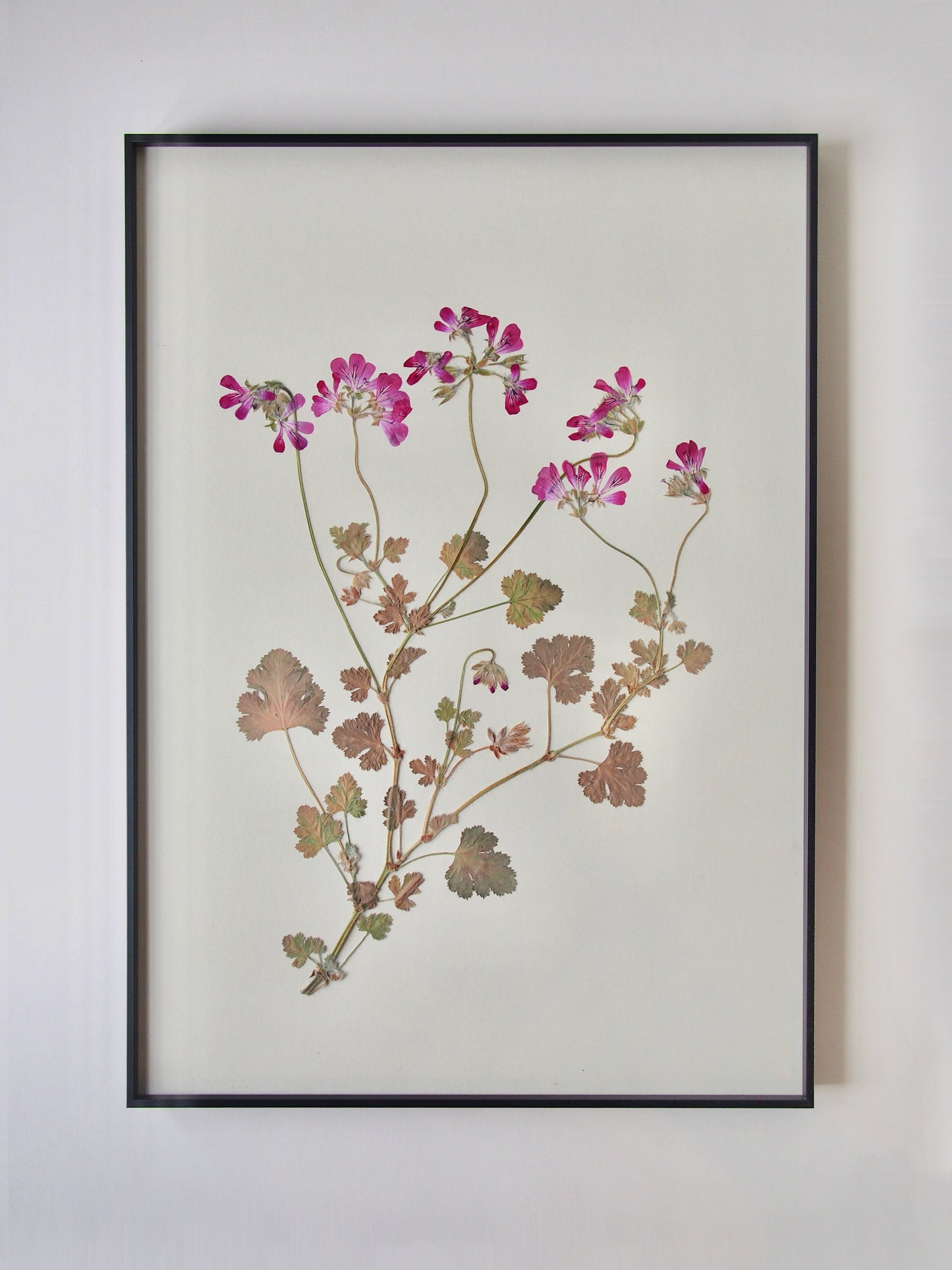 Rose-Scented Geranium