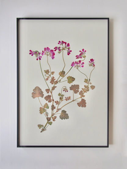Rose-Scented Geranium