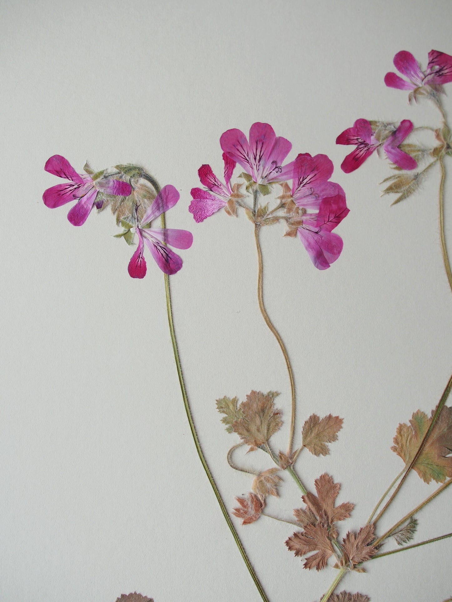 Rose-Scented Geranium