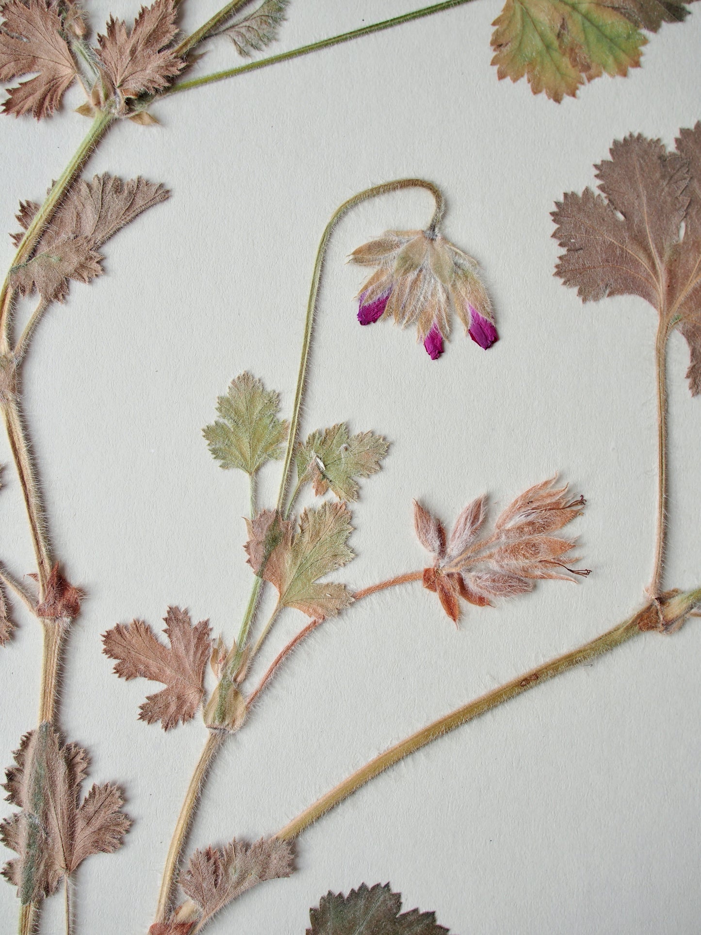 Rose-Scented Geranium