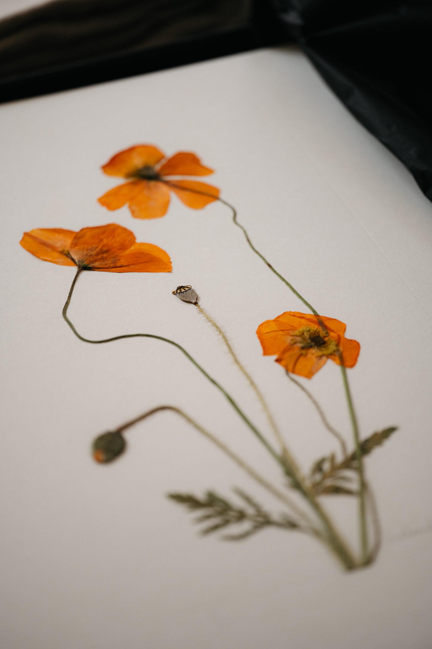 Flower Pressing Workshop at Prussia Cove, Cornwall, 29th April