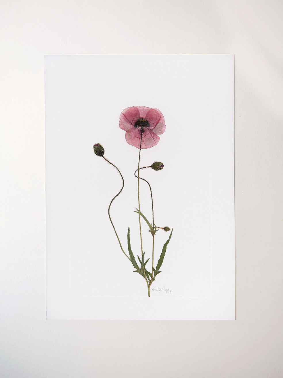 Field Poppy Print