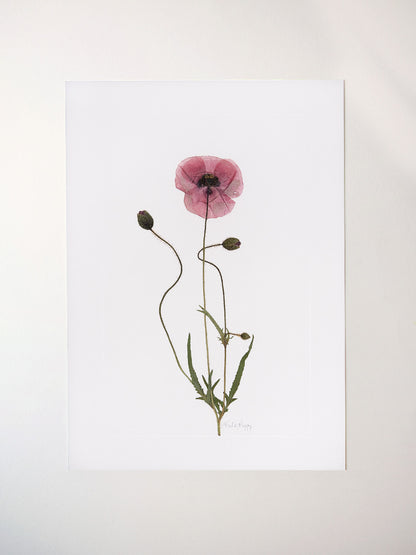 Field Poppy Print