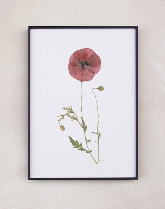 Field Poppy